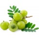Pura Kosmetica Pure Life Maitinimas ir restruktūrizavimas šampūnas sausiems, dehidratuotiems ir nublukusiems plaukams pH 5,00 – 6,00 1000ml